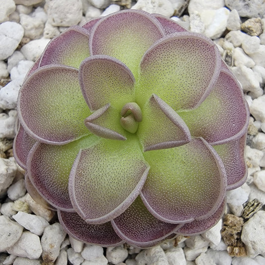 Pinguicula jaumavensis x cyclosecta – Rare Hybrid Carnivorous Butterwort | Live Plant
