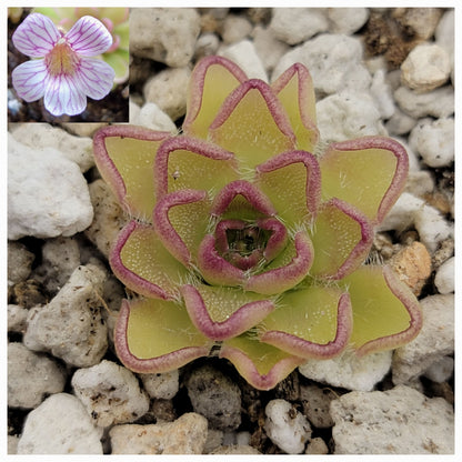 Pinguicula kondoi – Rare Carnivorous Butterwort | Live Perennial Plant – Butterworts