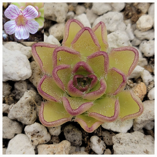 Pinguicula kondoi – Rare Carnivorous Butterwort | Live Perennial Plant