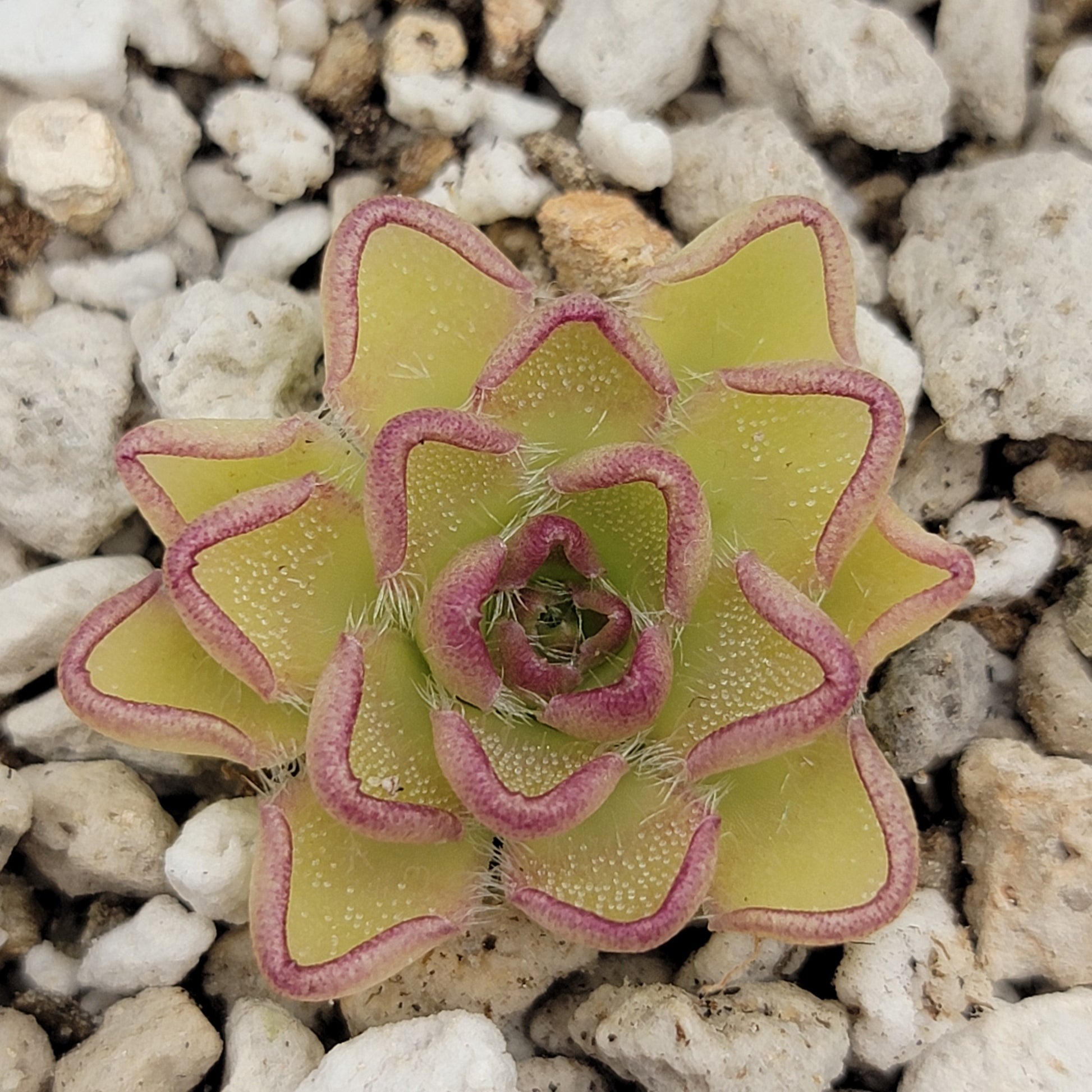 Pinguicula kondoi – Rare Carnivorous Butterwort | Live Perennial Plant – Butterworts