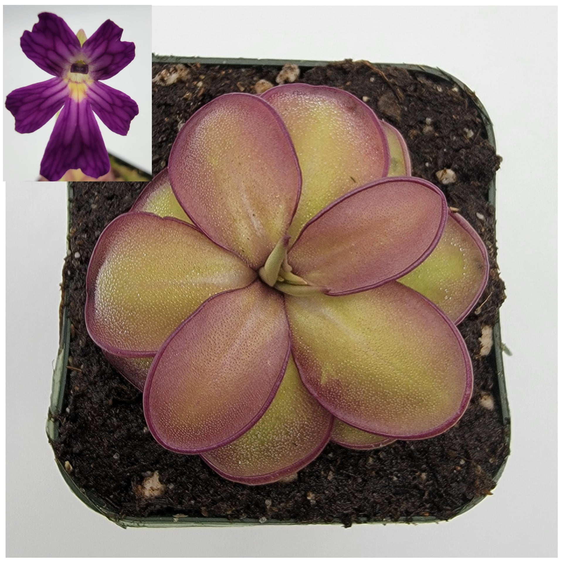 Pinguicula laueana CP2 x emarginata Butterwort – Rare Carnivorous Plant | Live Houseplant – Butterworts