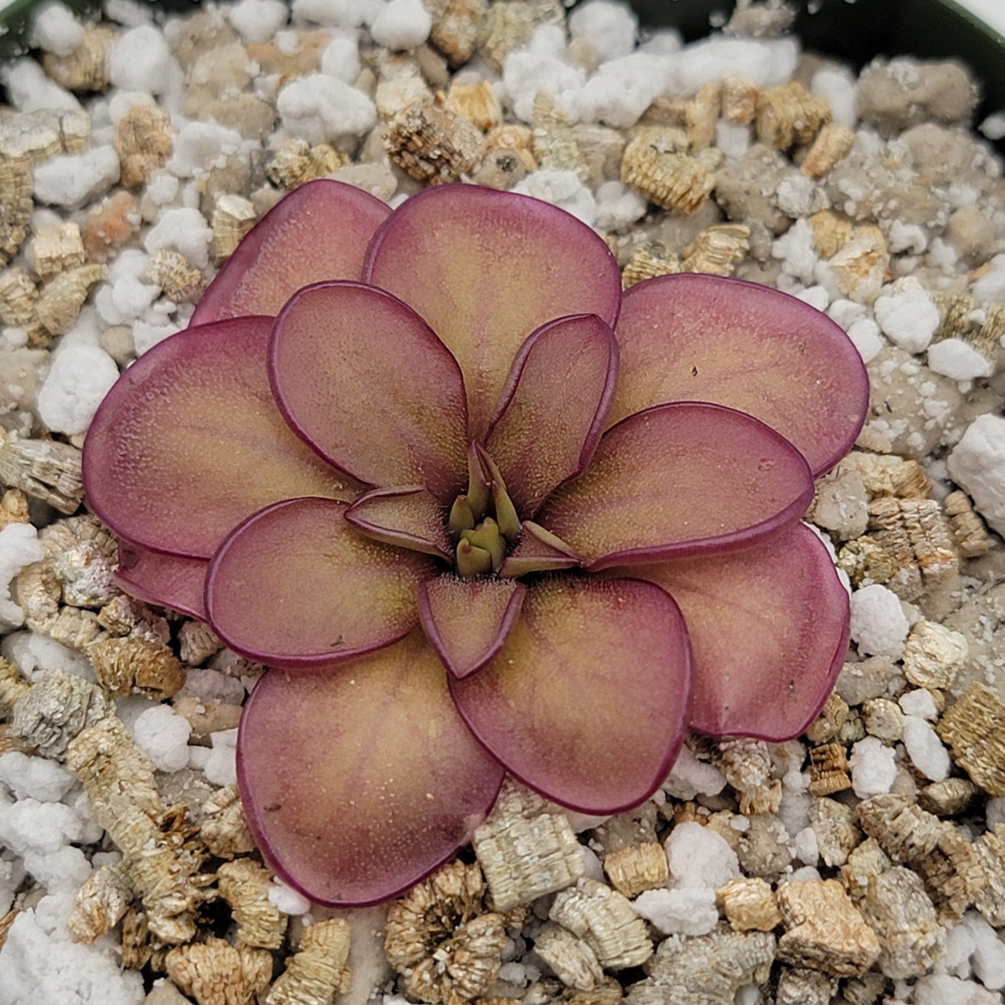 Pinguicula laueana CP2 x emarginata Butterwort – Rare Carnivorous Plant | Live Houseplant – Butterworts