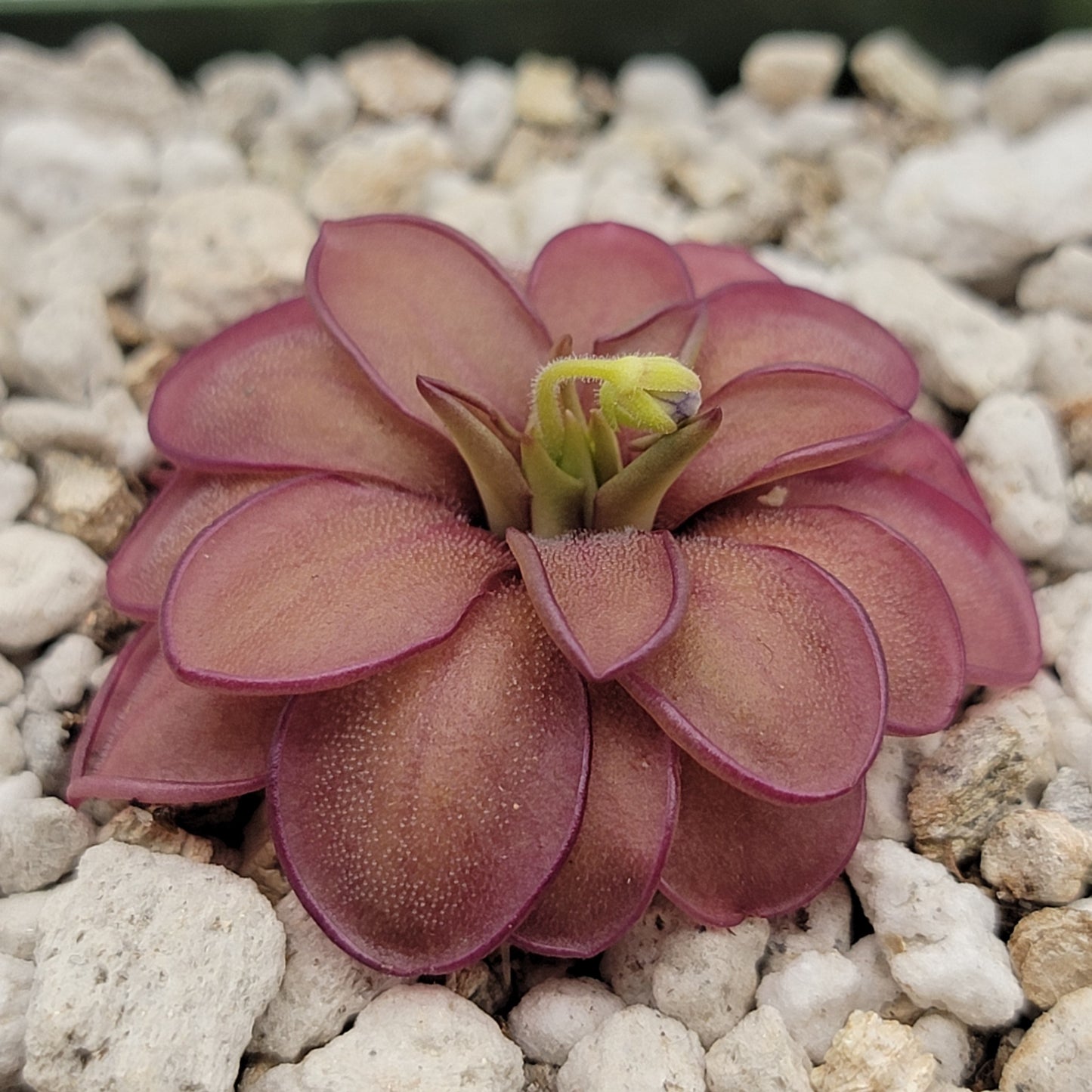 Pinguicula laueana CP2 x emarginata Butterwort – Rare Carnivorous Plant | Live Houseplant – Butterworts