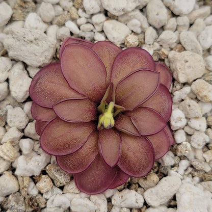 Pinguicula laueana CP2 x emarginata Butterwort – Rare Carnivorous Plant | Live Houseplant – Butterworts
