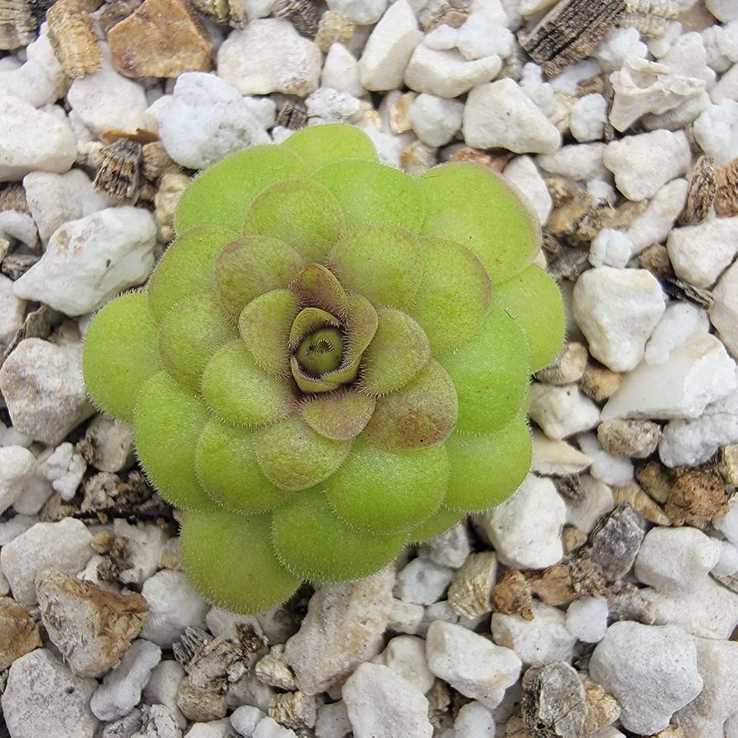 Pinguicula laueana "Crimson Flower" – Butterworts