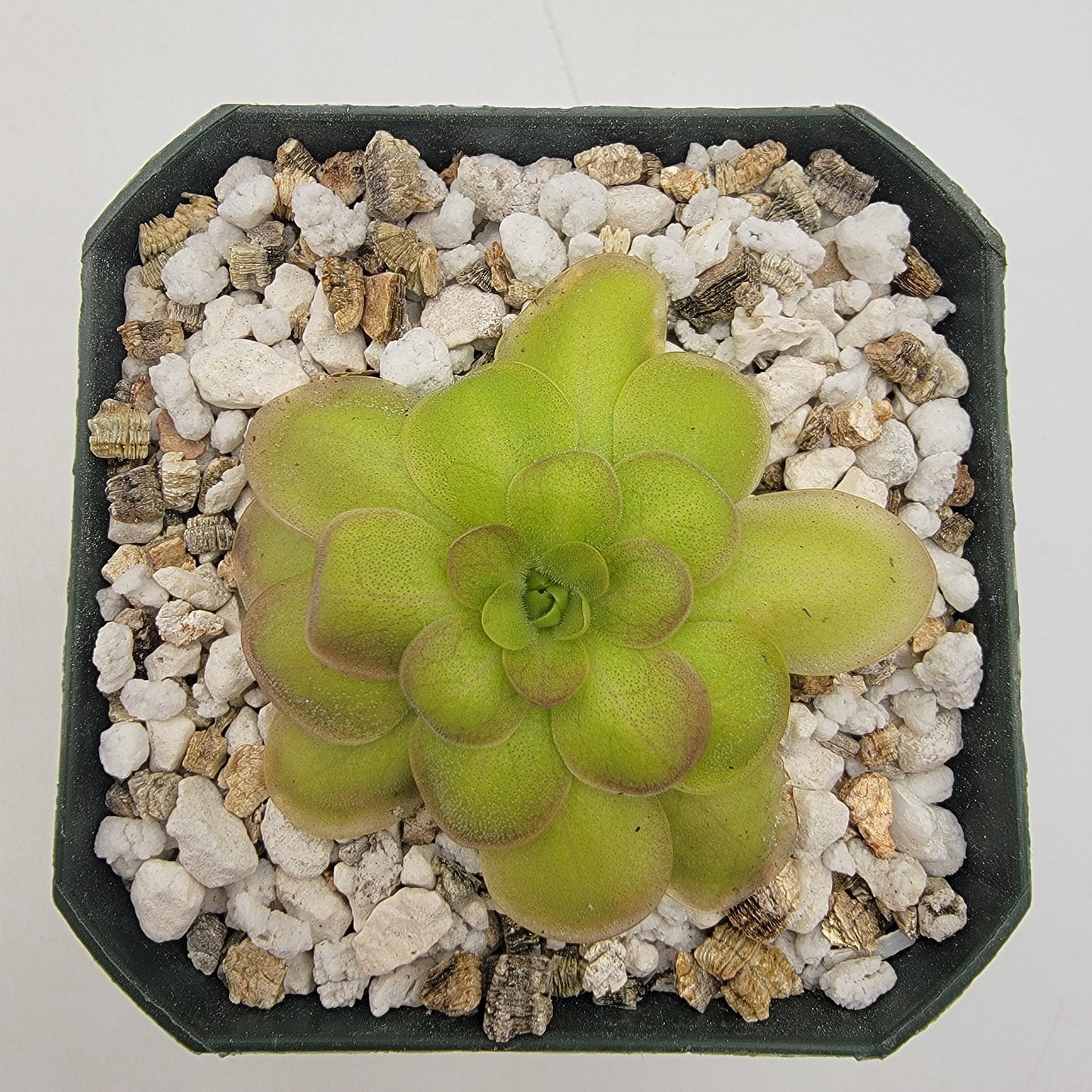 Pinguicula laueana "Crimson Flower" – Butterworts