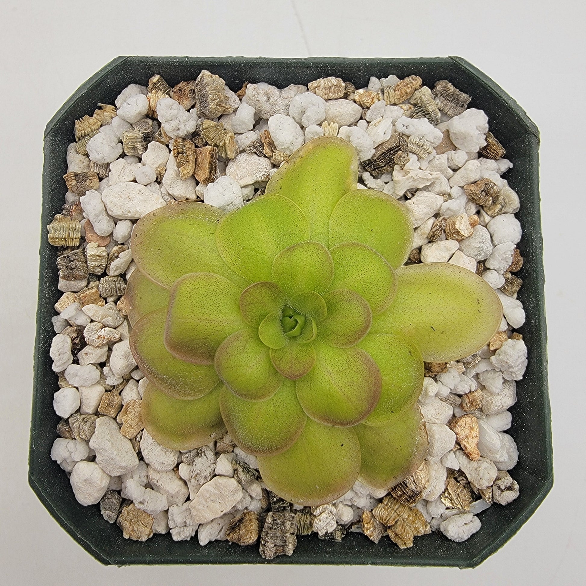 Pinguicula laueana "Crimson Flower" – Butterworts