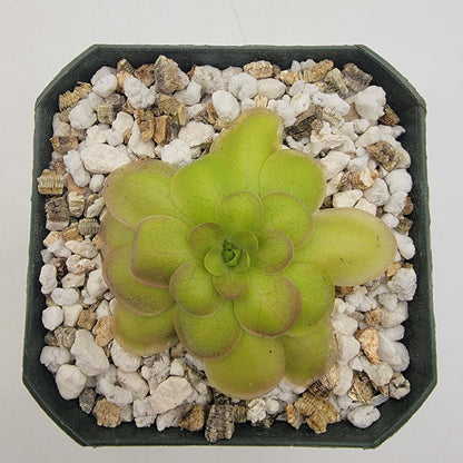 Pinguicula laueana "Crimson Flower" – Butterworts