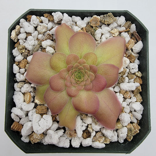 Pinguicula laueana {Sierra Mixe, Oaxaca} – Rare Mexican Carnivorous Butterwort | Live Plant