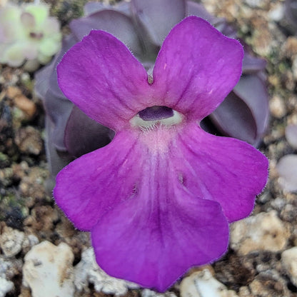 Pinguicula laueana "Tangerine" xPinguicula laueana "Tangerine" x cyclosecta – Rare Hybrid Carnivorous Butterwort | Live Plantcyclosecta – Butterworts
