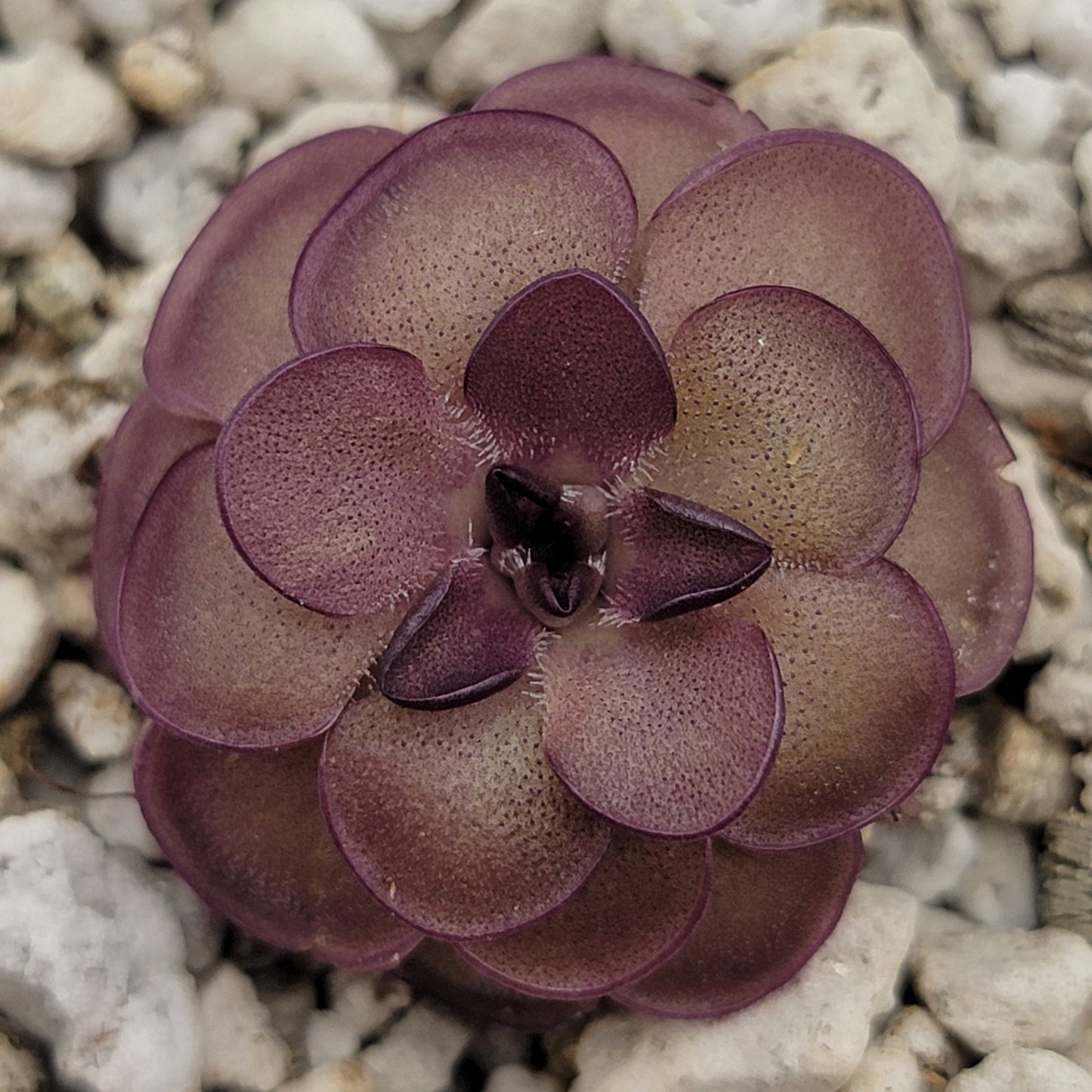 Pinguicula laueana "Tangerine" xPinguicula laueana "Tangerine" x cyclosecta – Rare Hybrid Carnivorous Butterwort | Live Plantcyclosecta – Butterworts