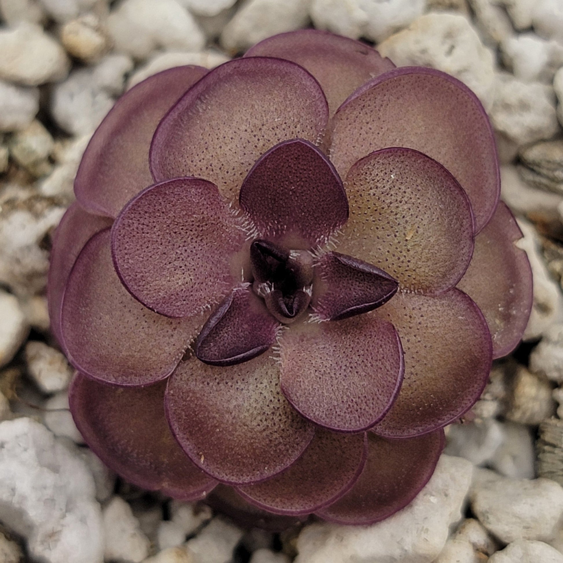 Pinguicula laueana "Tangerine" xPinguicula laueana "Tangerine" x cyclosecta – Rare Hybrid Carnivorous Butterwort | Live Plantcyclosecta – Butterworts