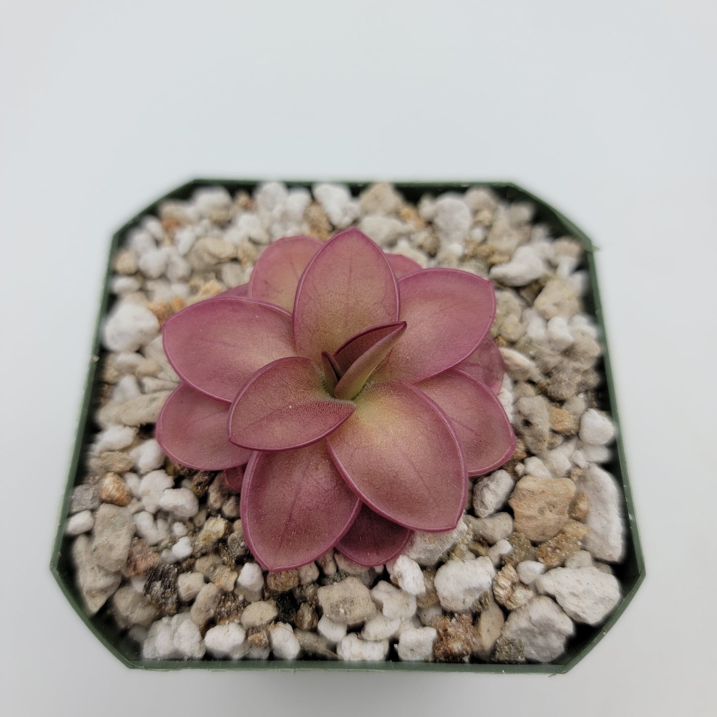 Pinguicula laueana