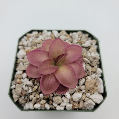 Pinguicula laueana