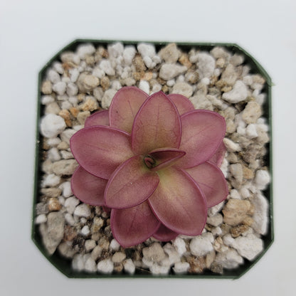 Pinguicula laueana