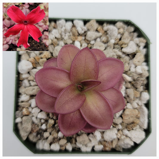 Pinguicula laueana