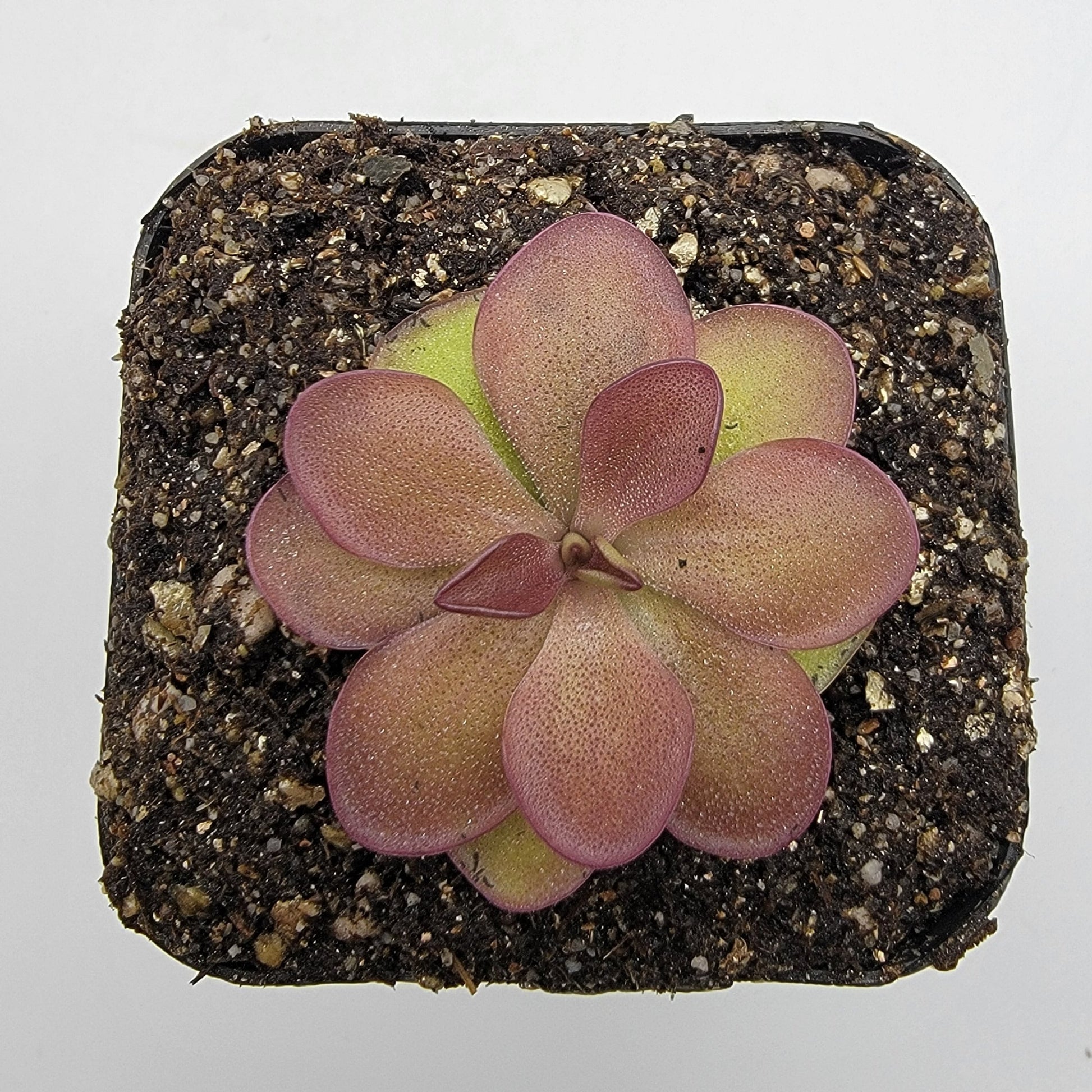 Pinguicula laueana – Rare Carnivorous Butterwort Live Plant – Butterworts