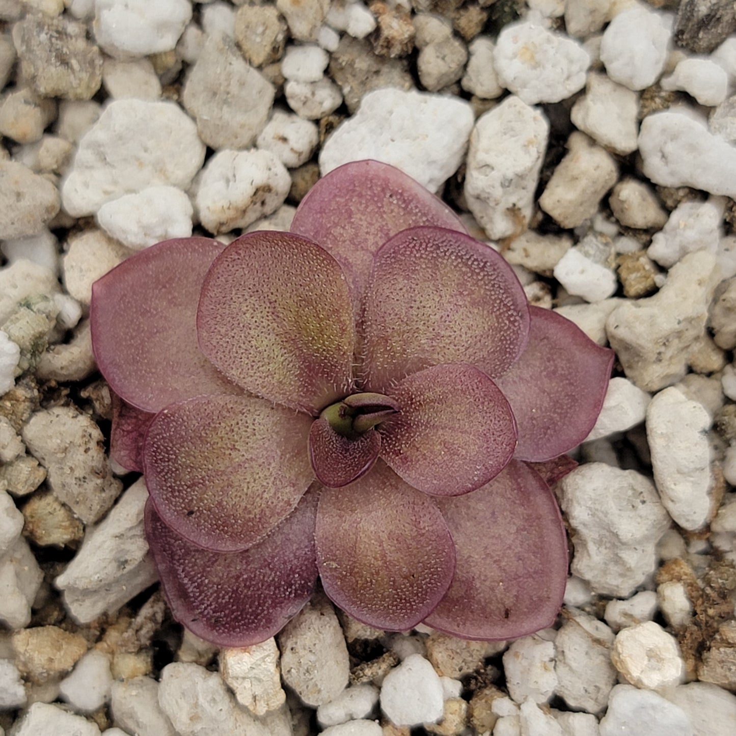 Pinguicula laueana – Rare Carnivorous Butterwort Live Plant – Butterworts