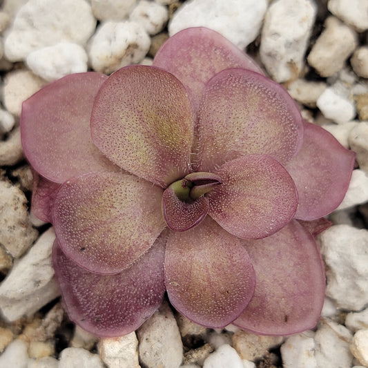Pinguicula laueana {Undulate Geranium Flower} – Rare Carnivorous Butterwort | Live Plant