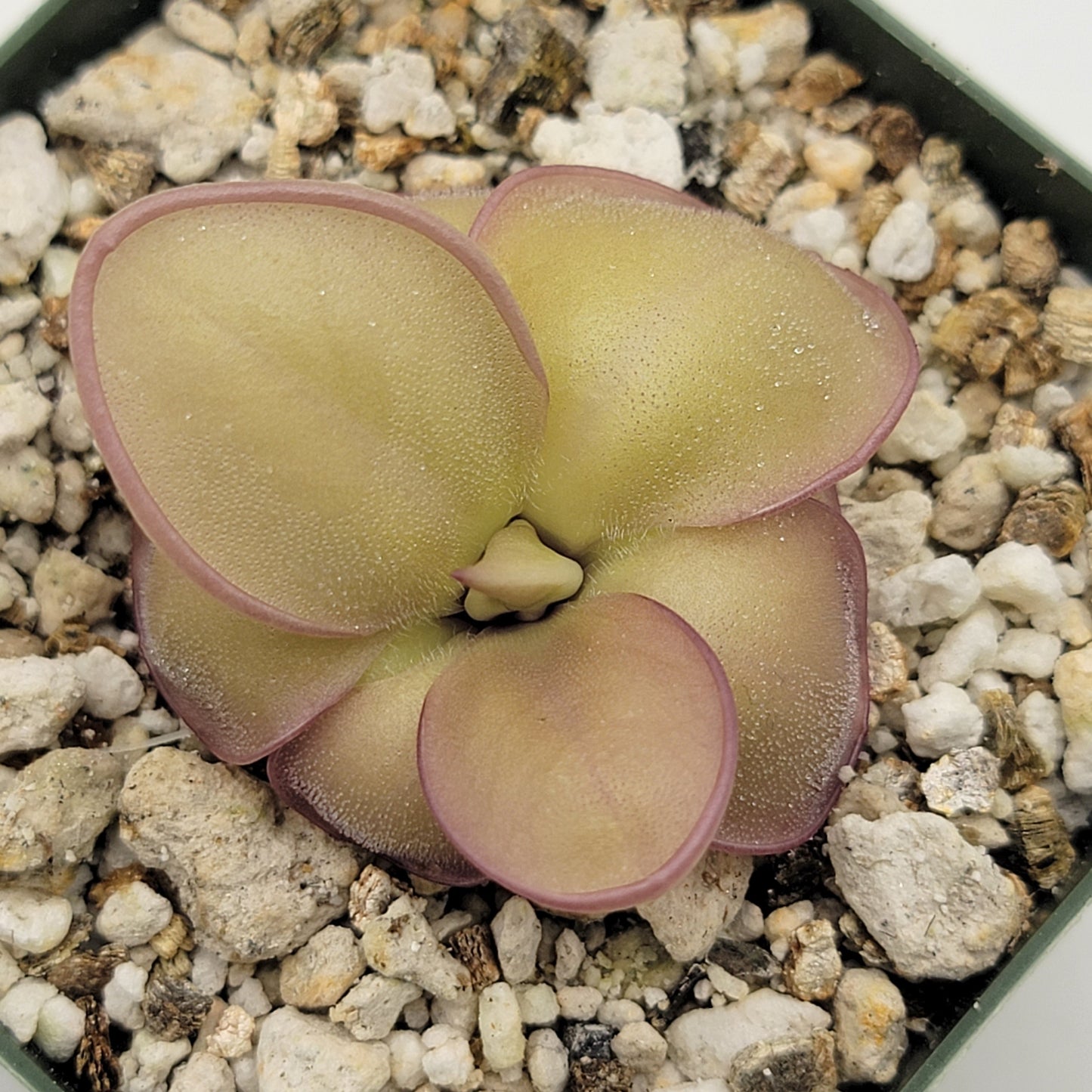 Pinguicula laueana x 'Huahuapan'