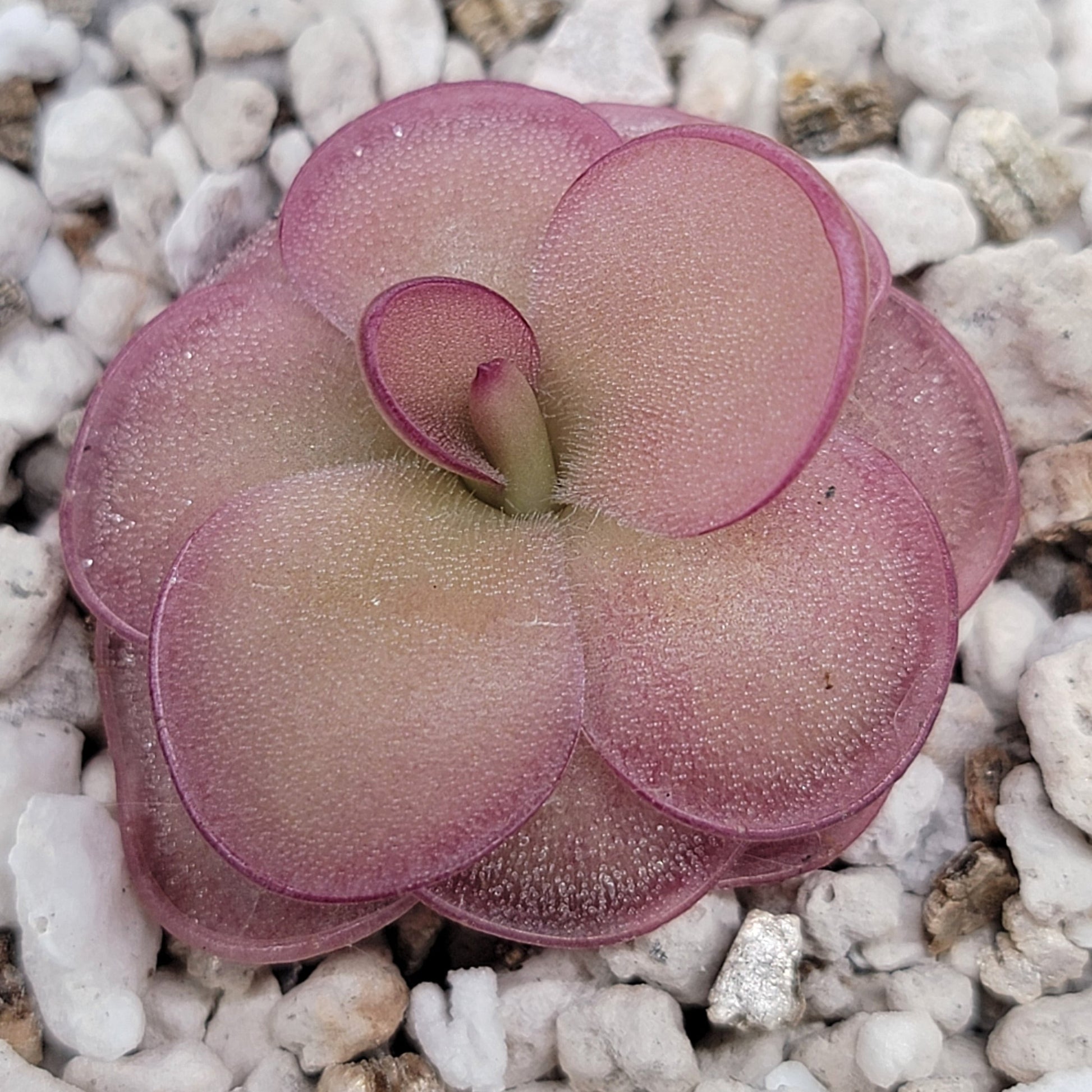Pinguicula laueana x 'Huahuapan' (Red Clone) – Carnivorous Butterwort Hybrid | Live Plant – Butterworts