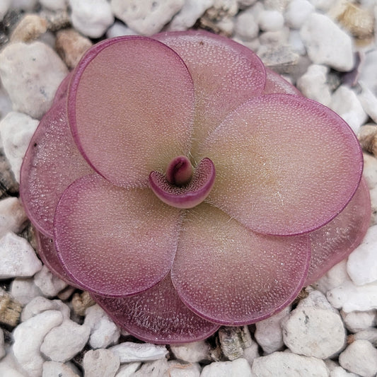 Pinguicula laueana x 'Huahuapan' (Red Clone) – Carnivorous Butterwort Hybrid | Live Plant
