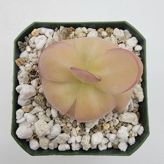 Pinguicula laueana x agnata 'El Lobo'