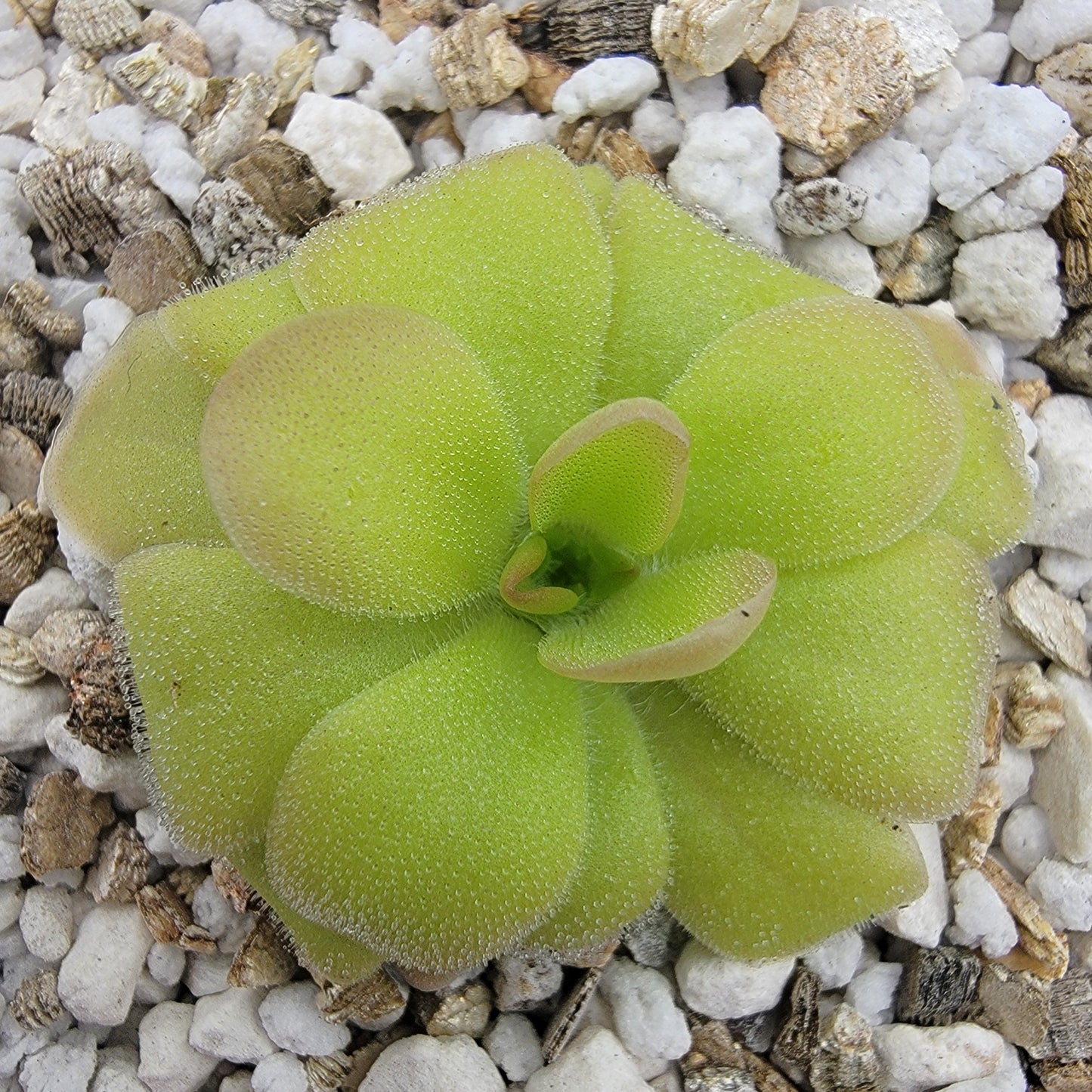 Pinguicula lauena x elizabethiae – Carnivorous Butterwort – Butterworts