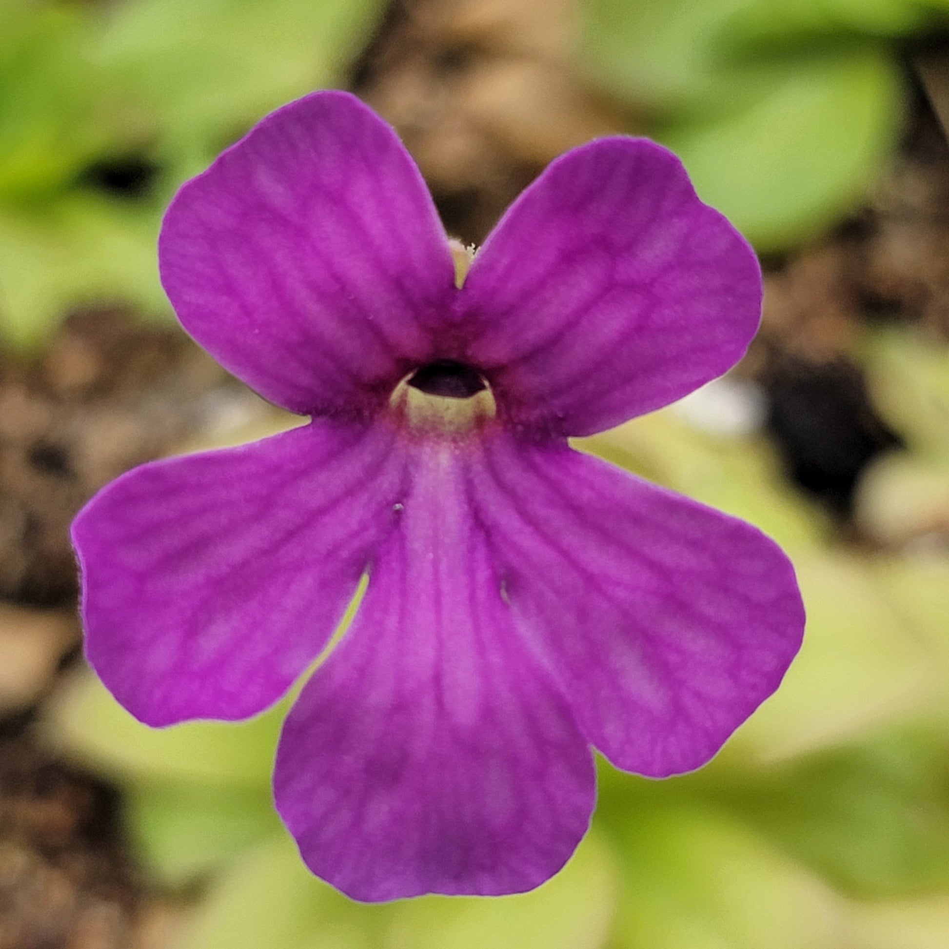 Pinguicula lauena x elizabethiae – Carnivorous Butterwort – Butterworts