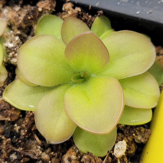 Pinguicula lauena x elizabethiae – Carnivorous Butterwort – Butterworts