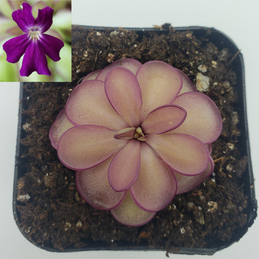 Pinguicula laueana x emarginata – Butterworts