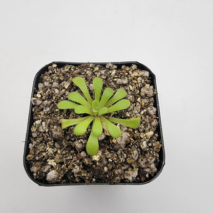 Pinguicula laxifolia – Carnivorous Butterwort Plant – Default Title Butterworts