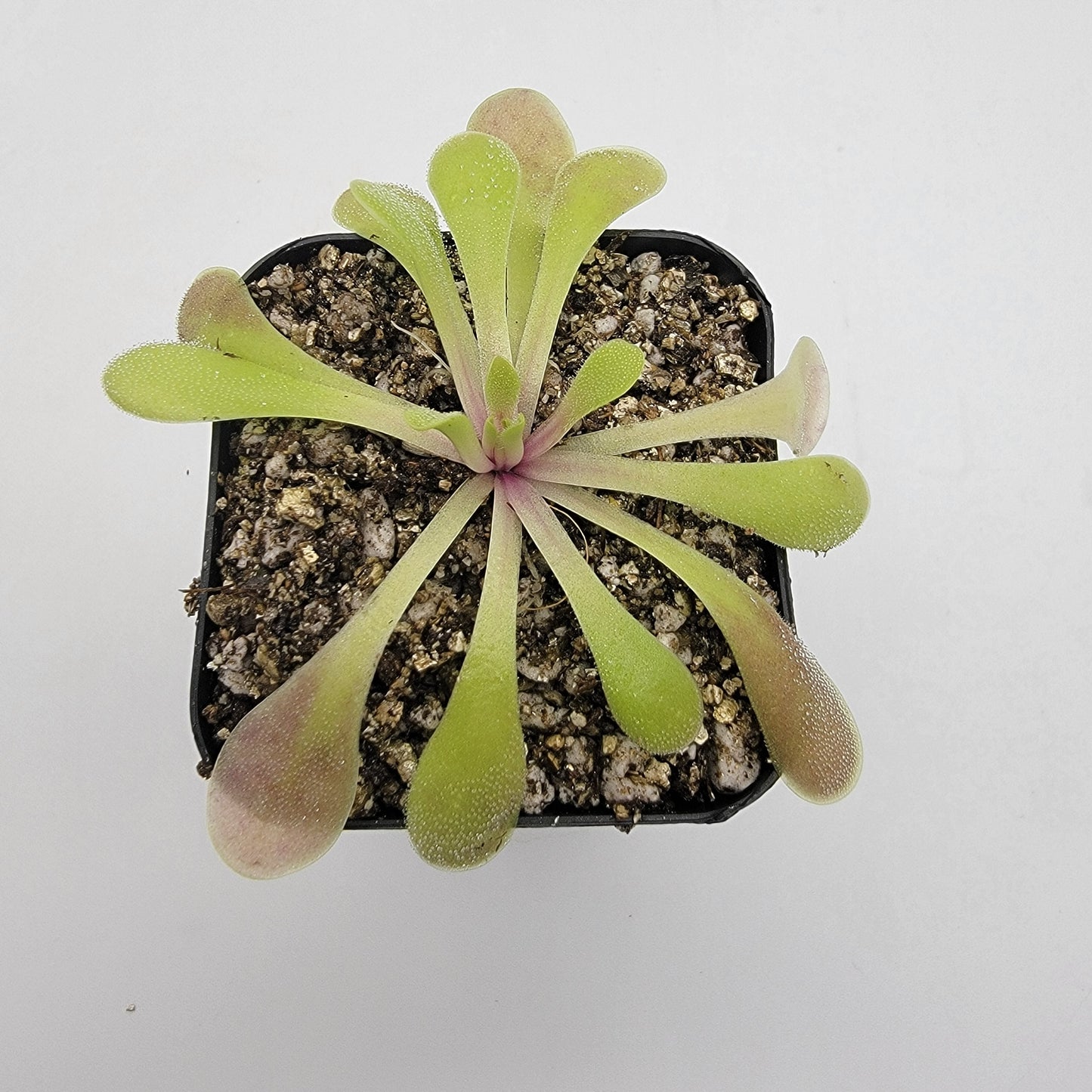 Pinguicula laxifolia – Carnivorous Butterwort Plant – Butterworts