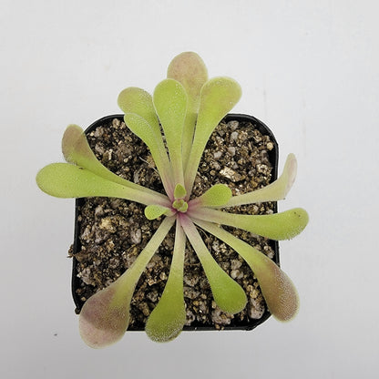 Pinguicula laxifolia – Carnivorous Butterwort Plant – Butterworts