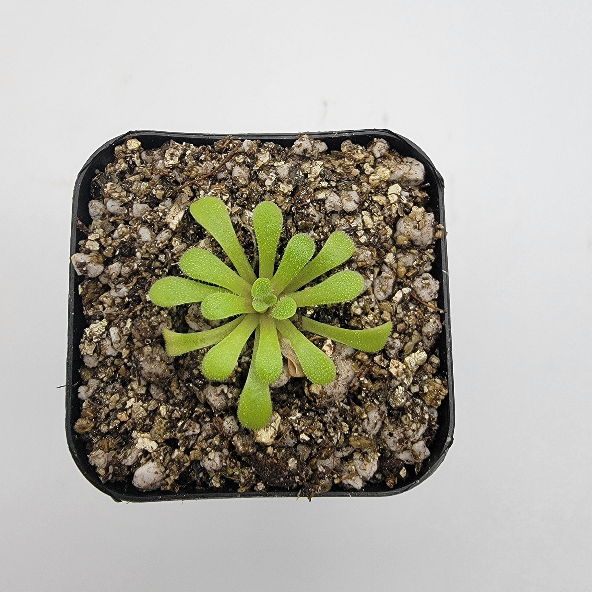 Pinguicula laxifolia – Carnivorous Butterwort Plant – Butterworts
