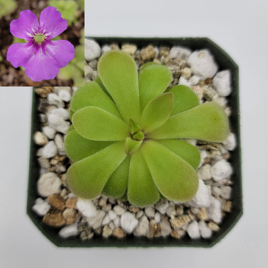 Pinguicula laxifolia x 'Huahupan' – Carnivorous Butterwort – Butterworts