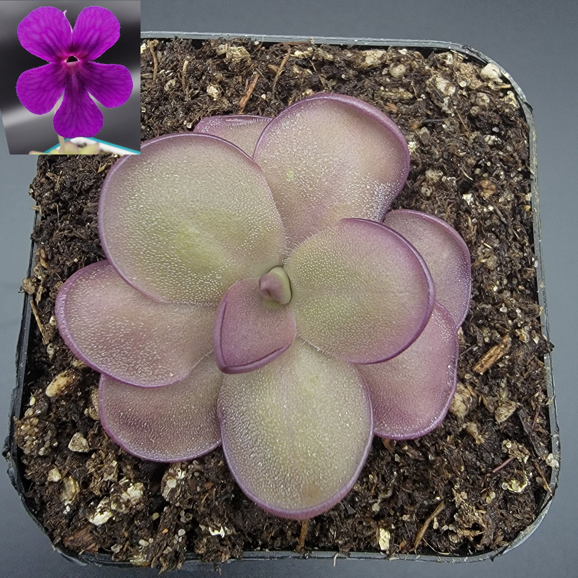 Pinguicula "Leilani" – Rare Hybrid Carnivorous Butterwort | Live Plant – Butterworts