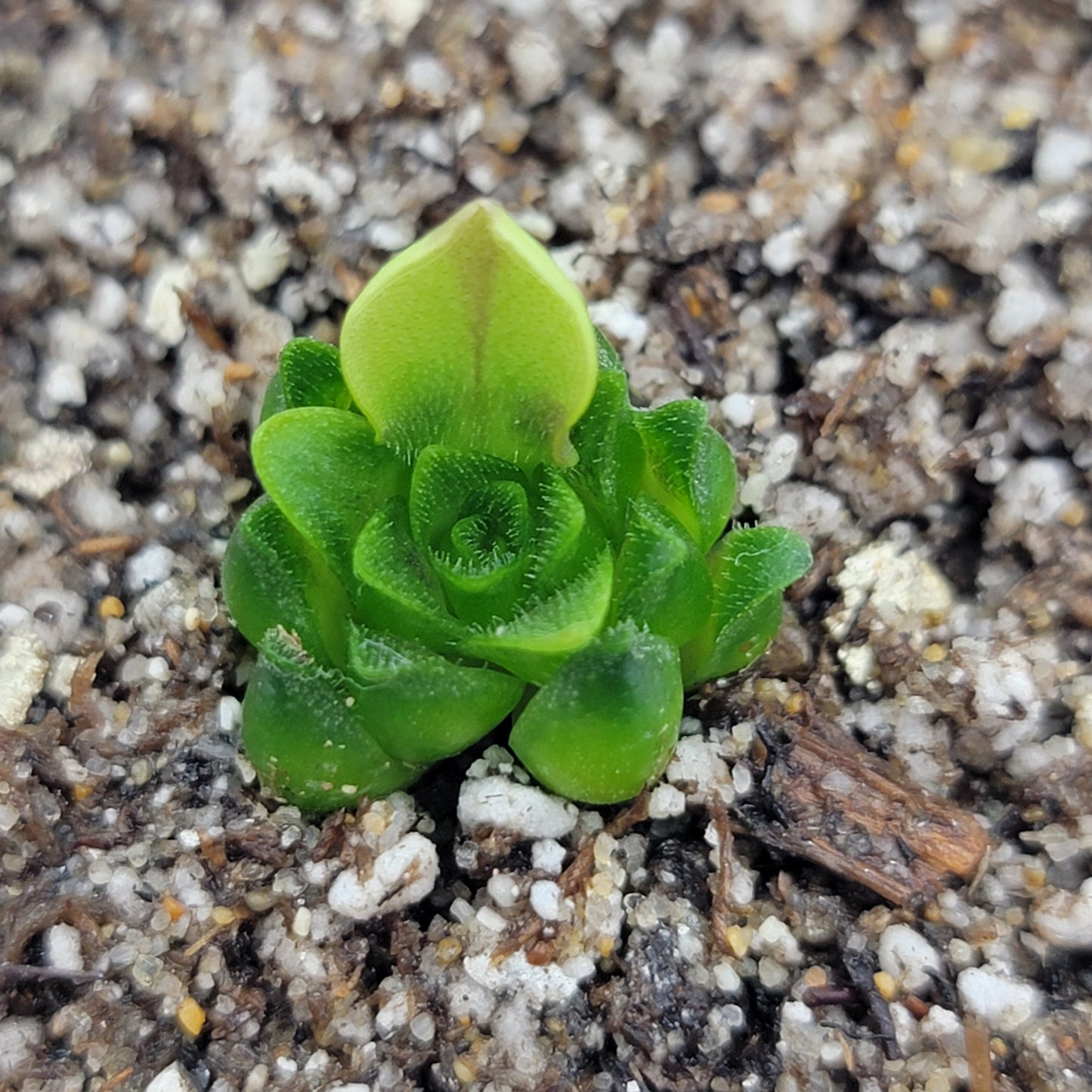 Pinguicula macrophylla – Live Carnivorous Butterwort Plant