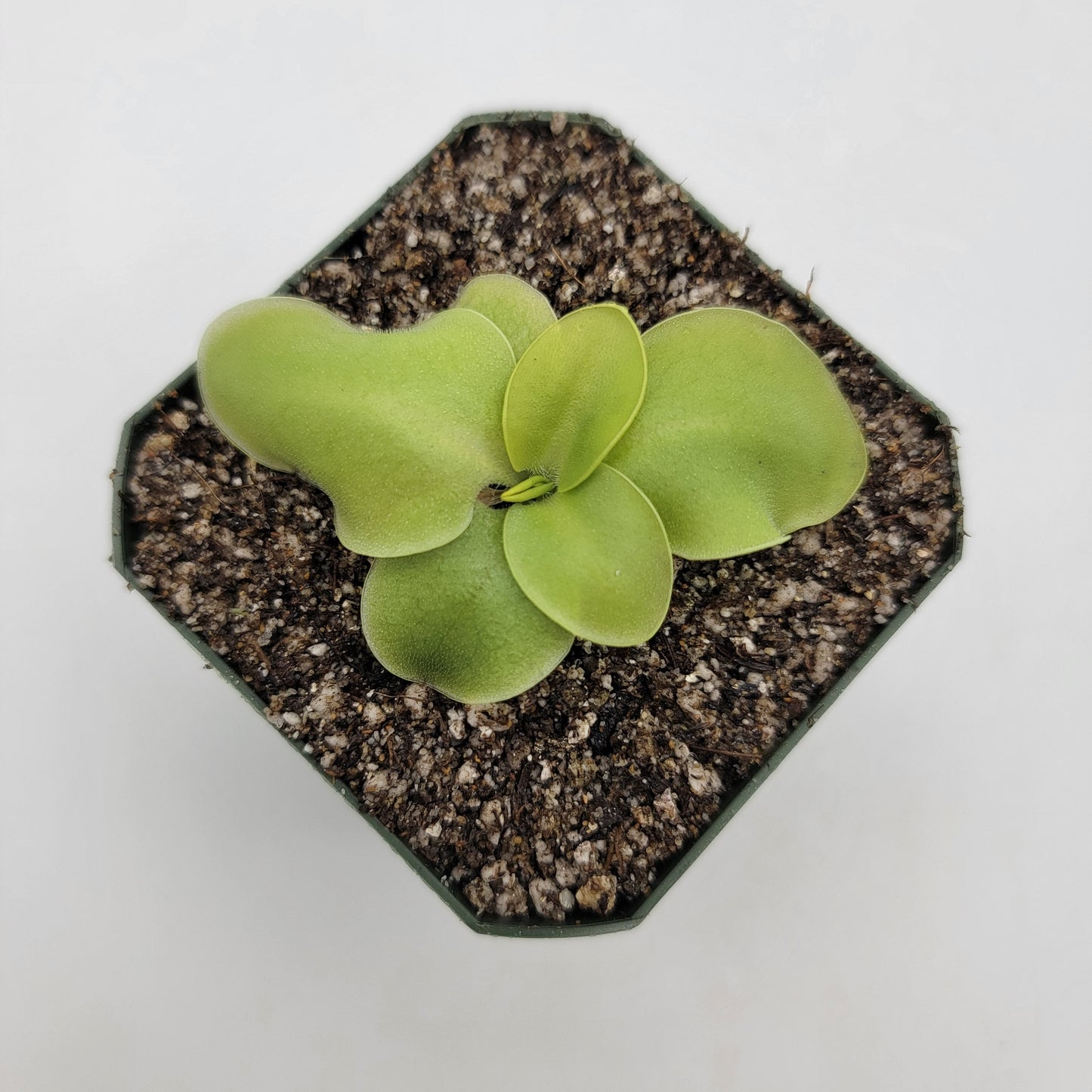 Pinguicula macrophylla – Live Carnivorous Butterwort Plant