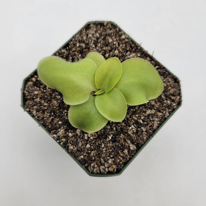 Pinguicula macrophylla – Live Carnivorous Butterwort Plant