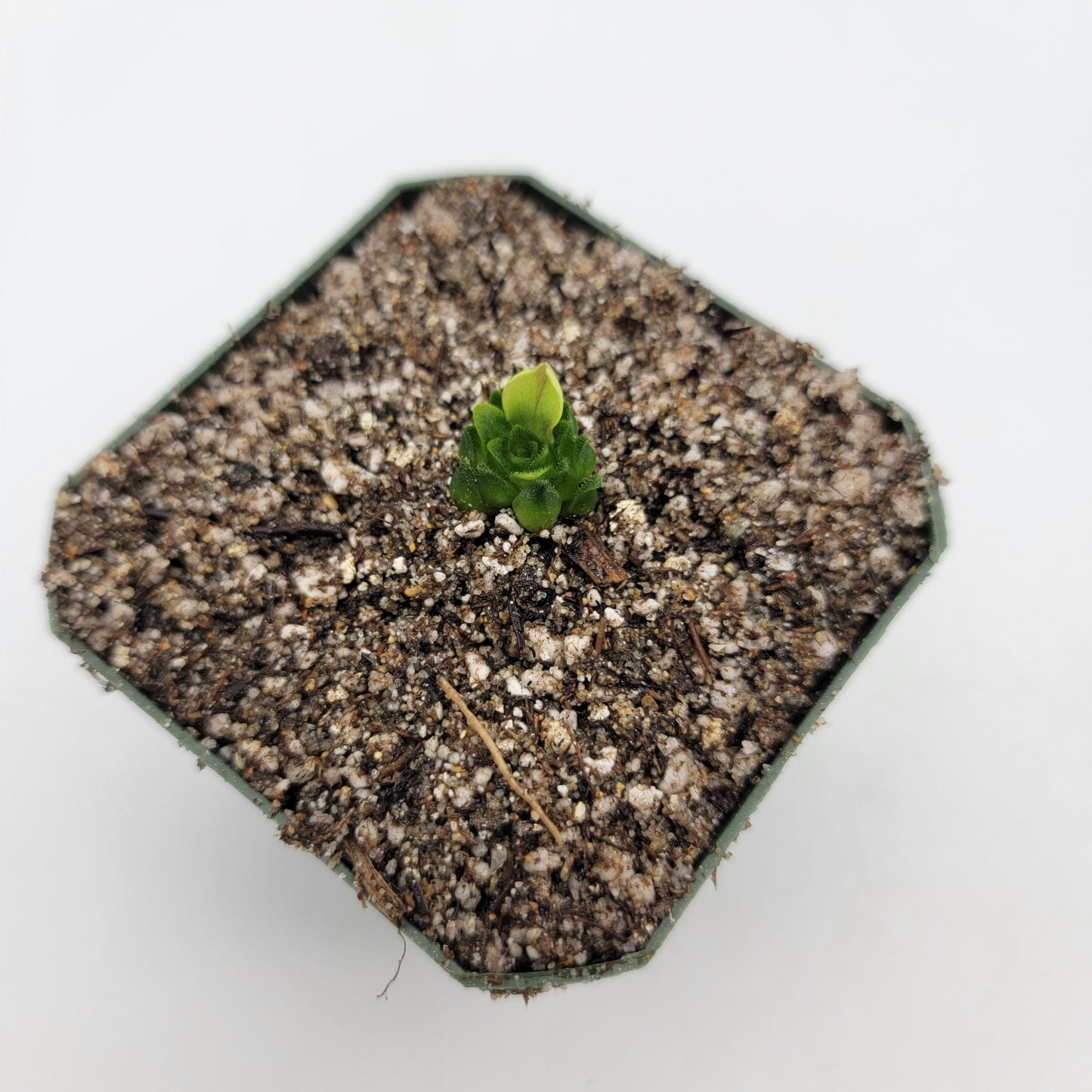Pinguicula macrophylla – Live Carnivorous Butterwort Plant