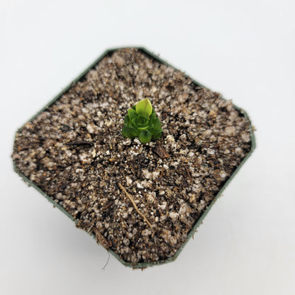 Pinguicula macrophylla – Live Carnivorous Butterwort Plant