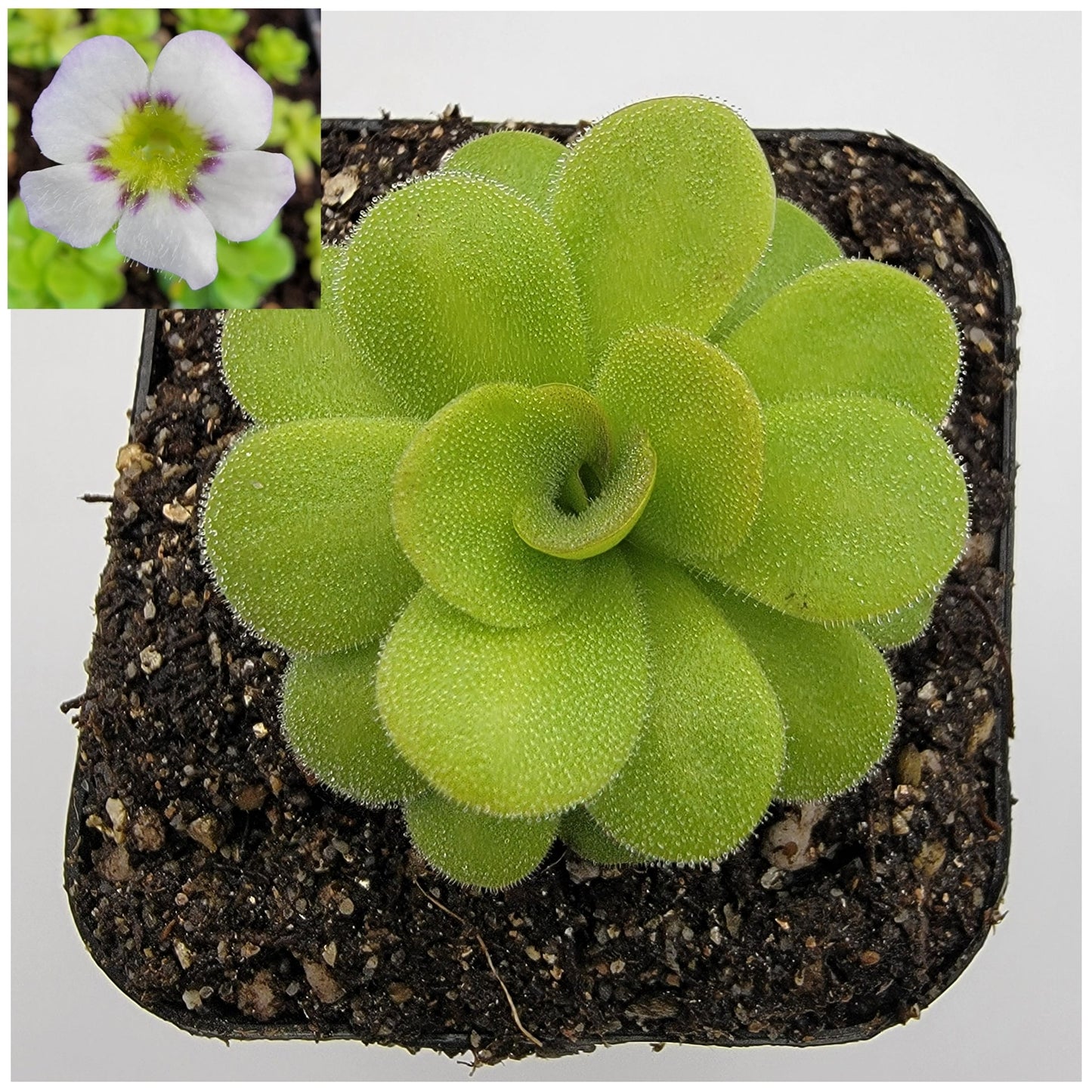 Pinguicula martinezii – Rare Carnivorous Butterwort | Queretaro Mexico Native Live Plant – Butterworts