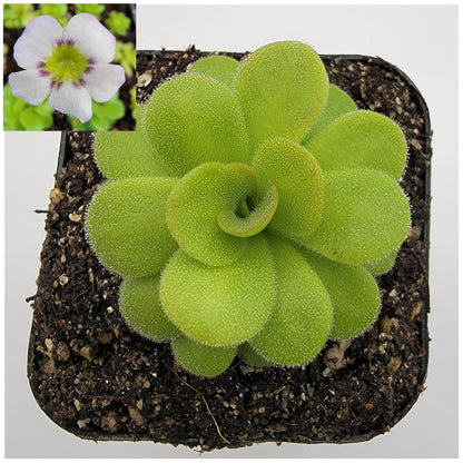 Pinguicula martinezii – Rare Carnivorous Butterwort | Queretaro Mexico Native Live Plant – Butterworts