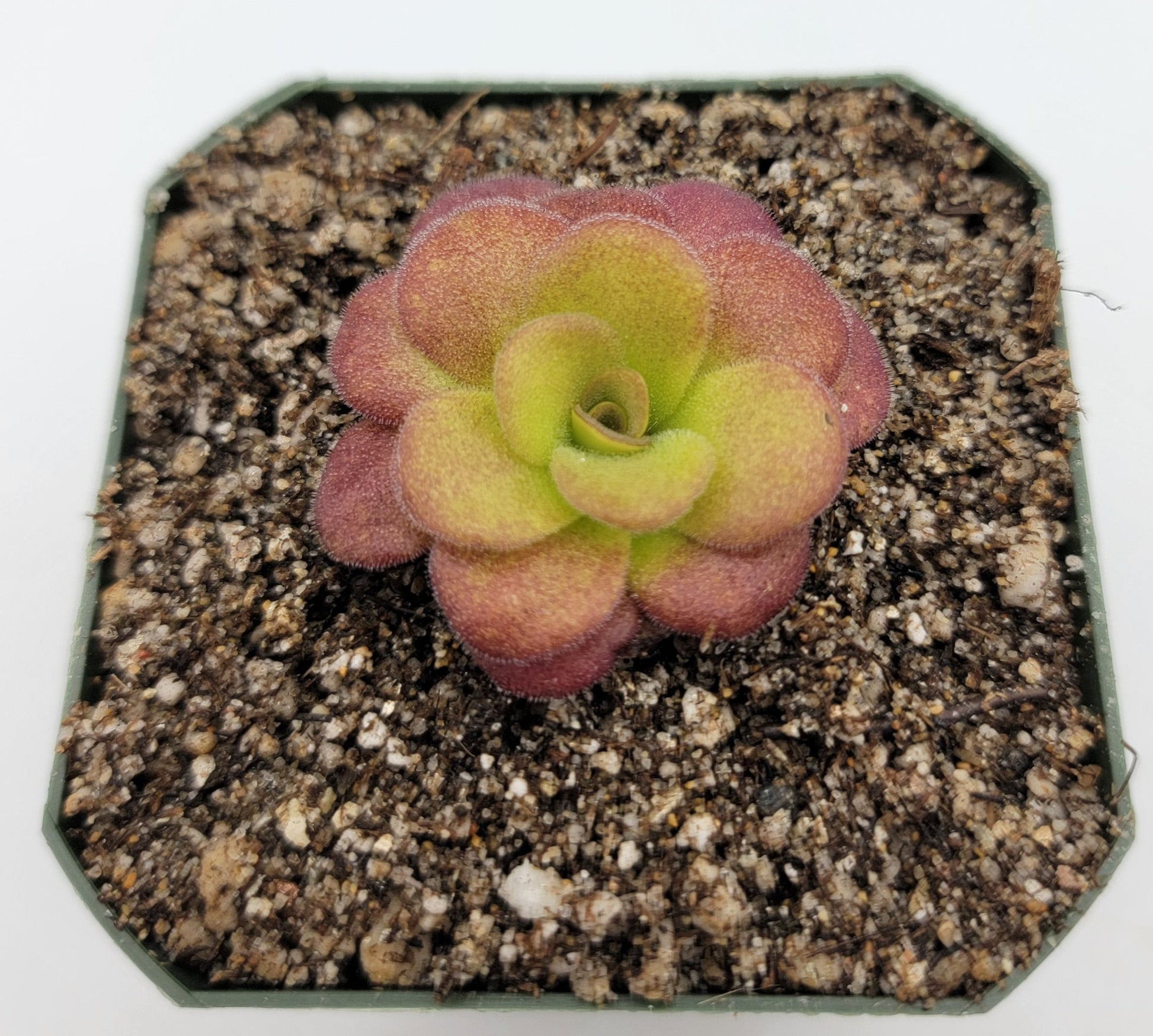 Pinguicula martinezii – Rare Carnivorous Butterwort | Queretaro Mexico Native Live Plant – Butterworts