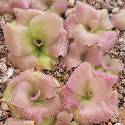 Pinguicula martinezii x laueana – Rare Hybrid Mexican Carnivorous Butterwort | Live Plant