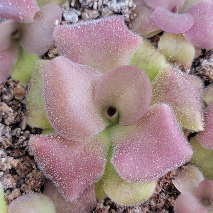 Pinguicula martinezii x laueana – Rare Hybrid Mexican Carnivorous Butterwort | Live Plant