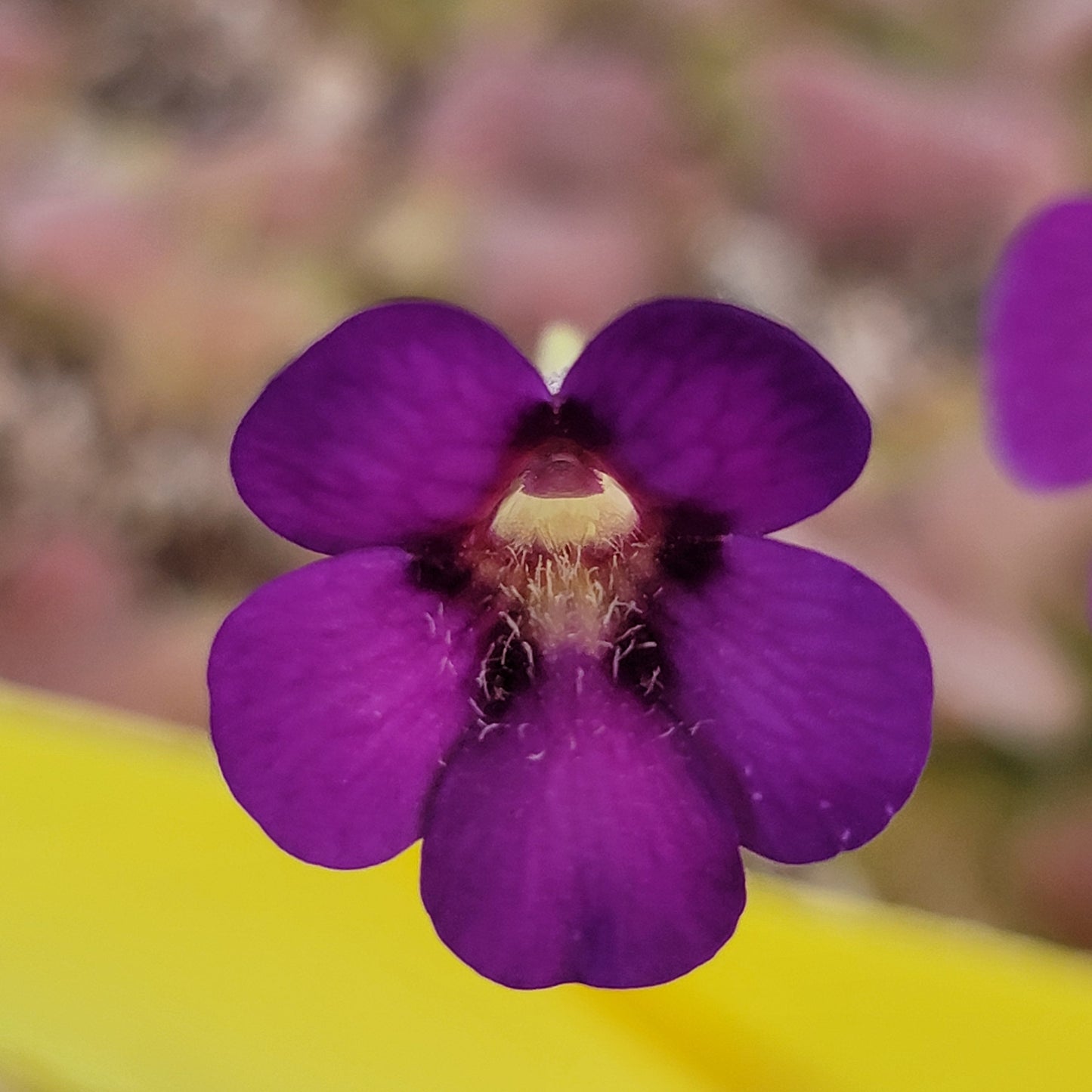 Pinguicula martinezii x laueana – Rare Hybrid Mexican Carnivorous Butterwort | Live Plant
