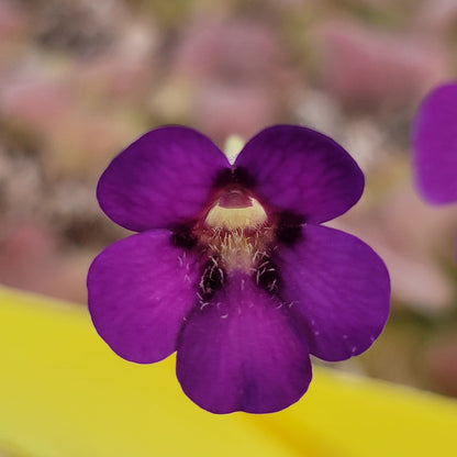 Pinguicula martinezii x laueana – Rare Hybrid Mexican Carnivorous Butterwort | Live Plant