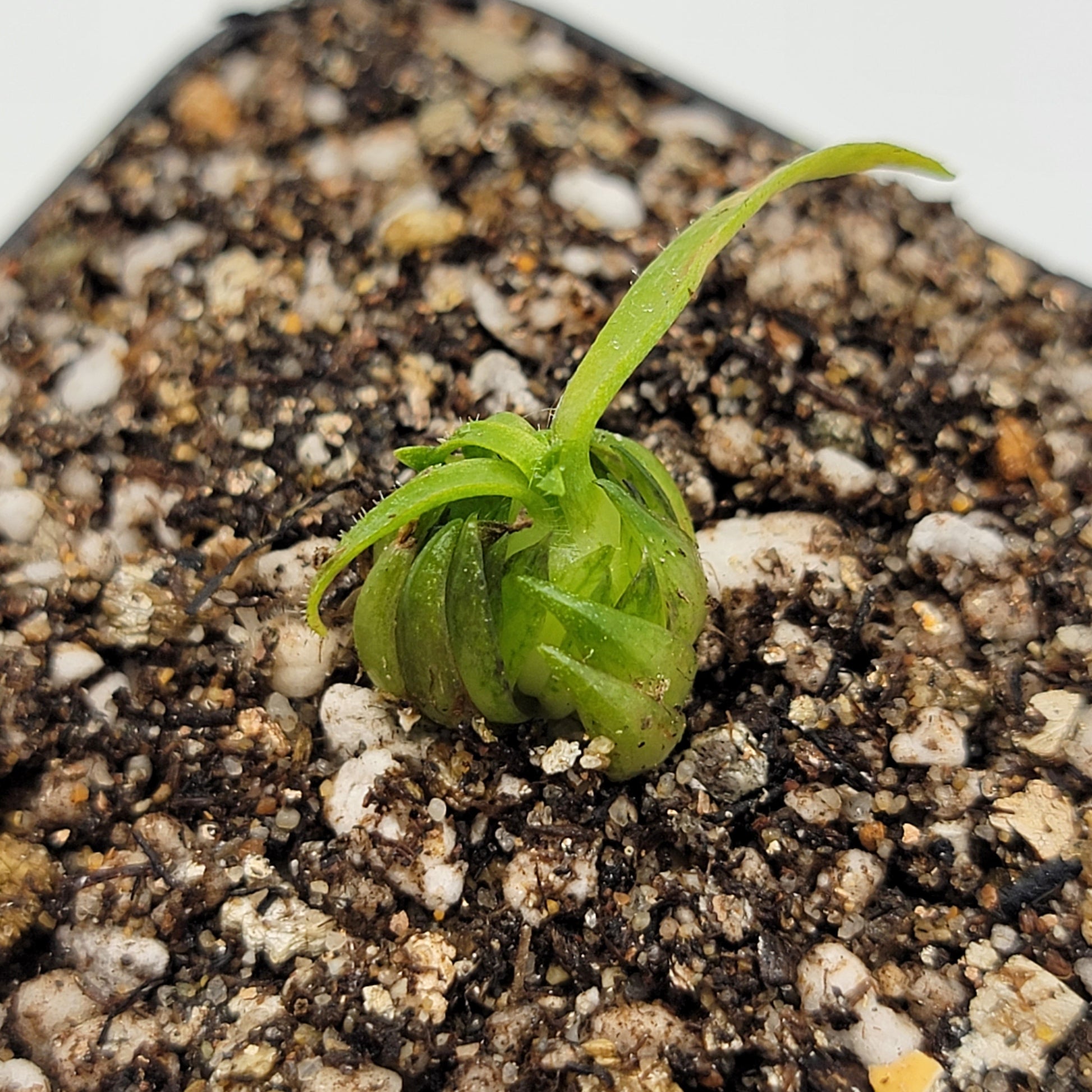 Pinguicula medusina – Rare Carnivorous Butterwort | Oaxaca Mexico Native Live Plant – Butterworts
